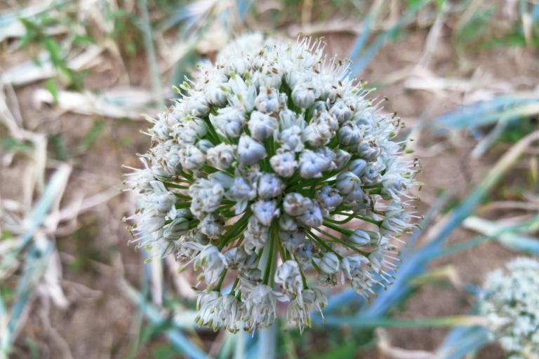 the flower of an onion plant